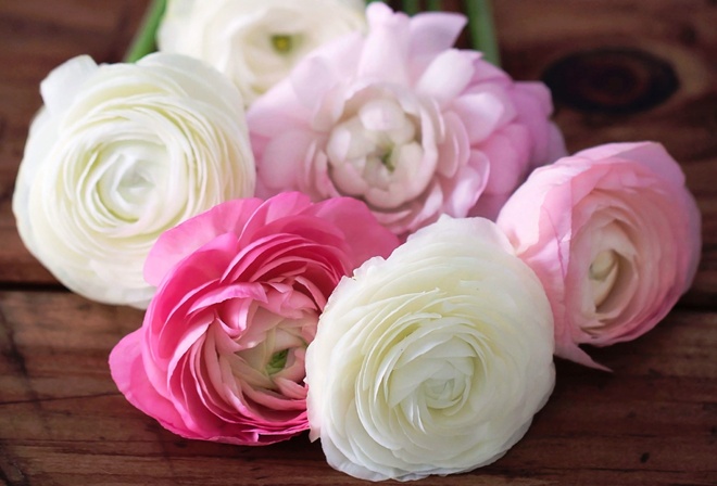 , ranunculus, , , , , 