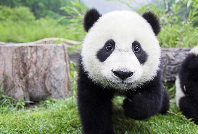 animals, panda, baby, , , 