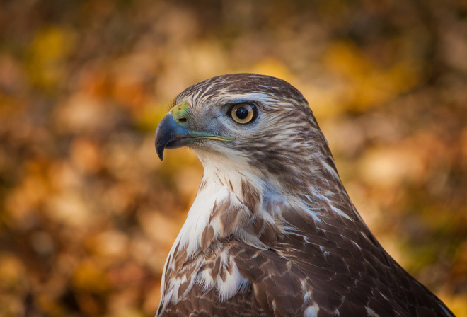 , , bird, , , , hawk, , bokeh