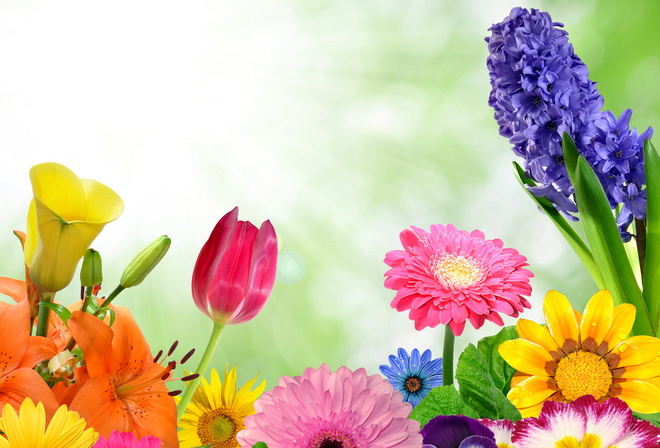 spring, flowers, colorful, gerbera, butterflies, bright, , , 