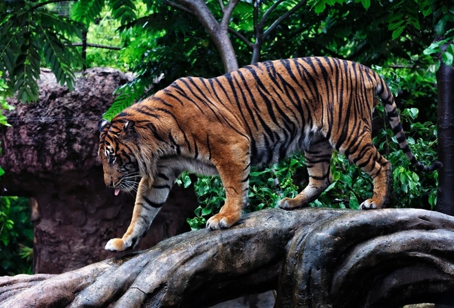 , , , , , tiger, predator, cat, photo, zoo