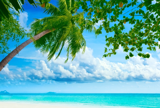 , , , , , , , , , nature, summer, palm trees, beach, ocean, paradise island, , 