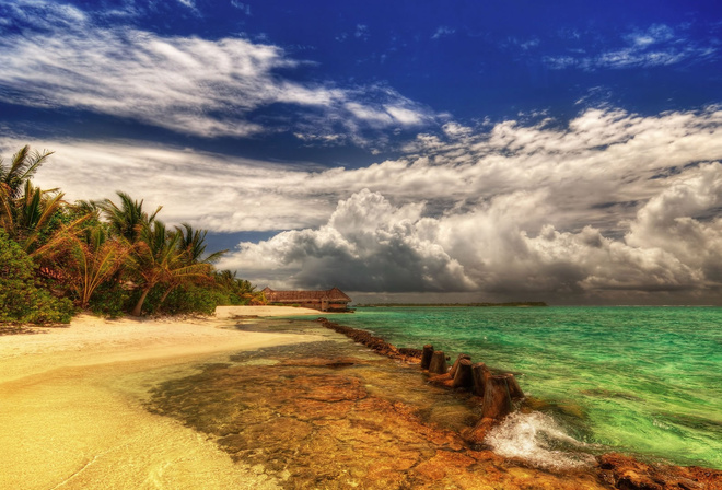 beach, palm, sand, water, ocean