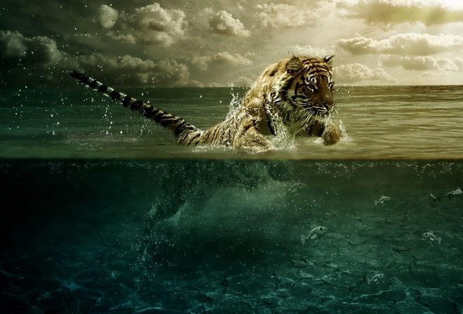 tiger, water, fish, ocean