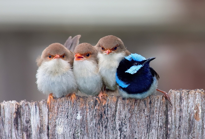 brids, fence, fly, sky, wild