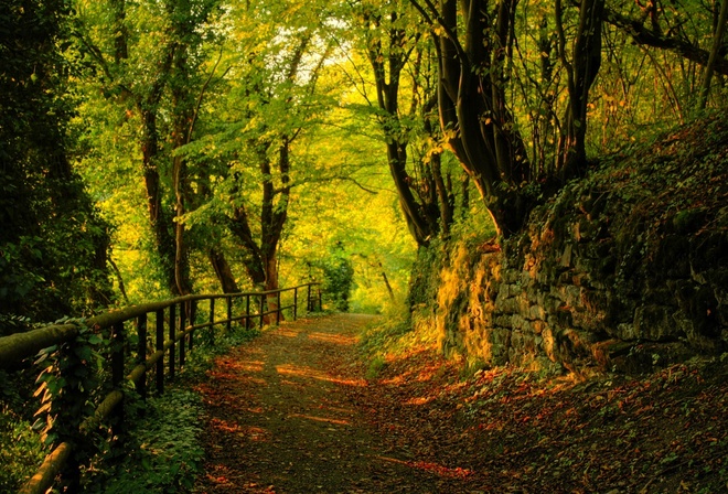 autumn, tree, leaves, rock, green, patch