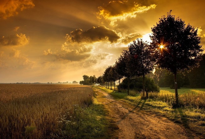 fields, patch, sun, tree, light, sky