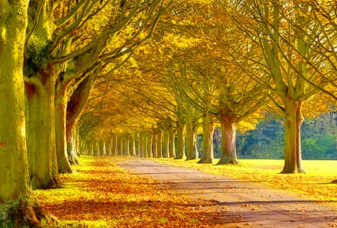 autumn, tree, leaves, rock, green, patch