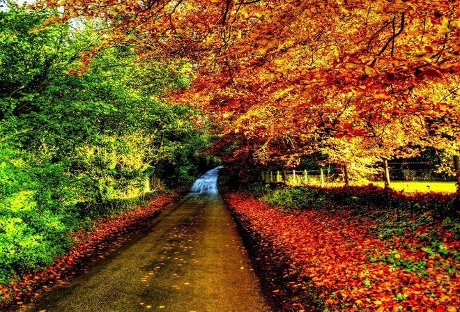 autumn, tree, leaves, rock, green, patch