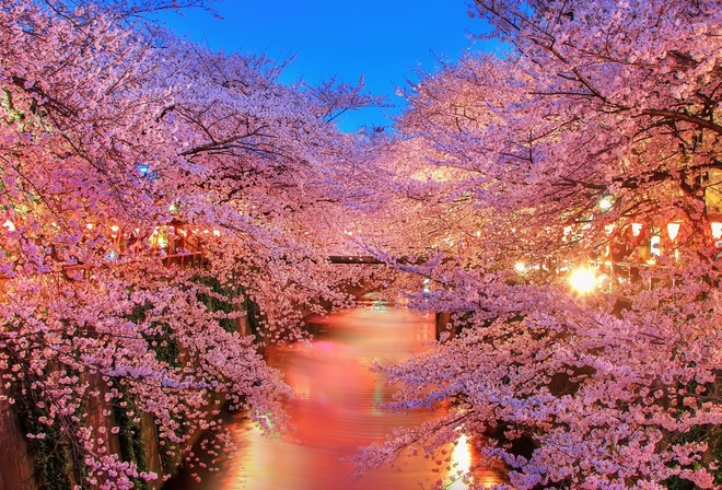 spring, trees, leaves, sky, forest