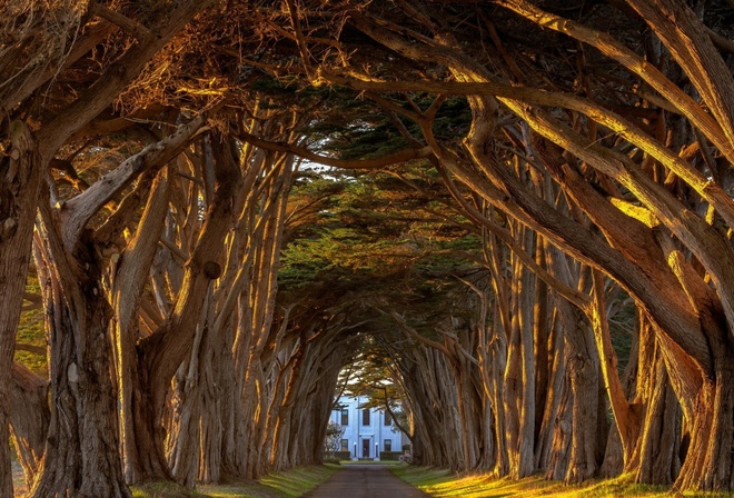 tree, roots, path, house