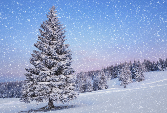 winter, trees, snow, path, mountain, ice