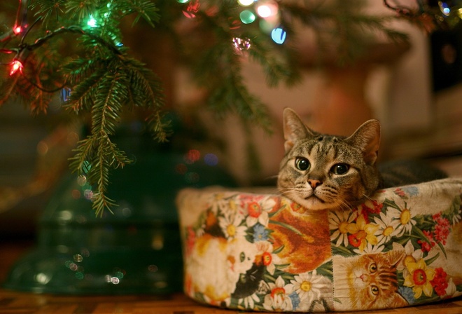cat, tree, light, christmas