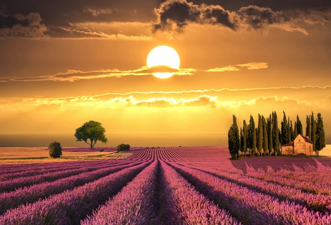 field, tree, grass, path, sky, clouds, sun