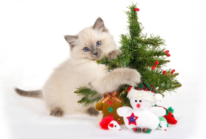 christmas, tree, snow, merri christmas, cat