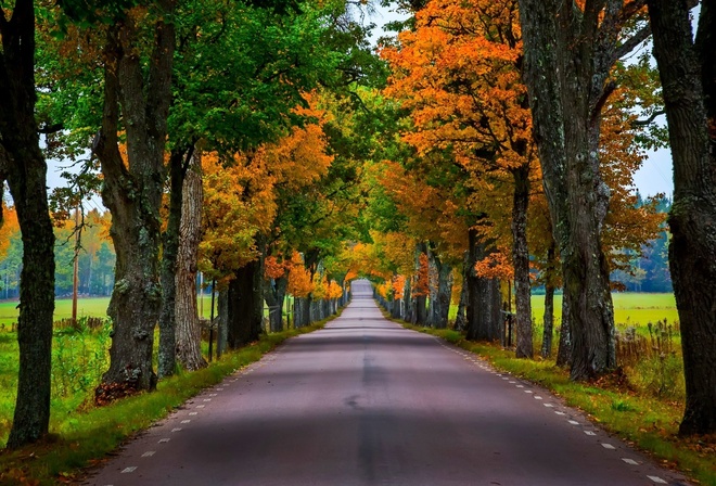 road, autumn, tree, leaves, colors