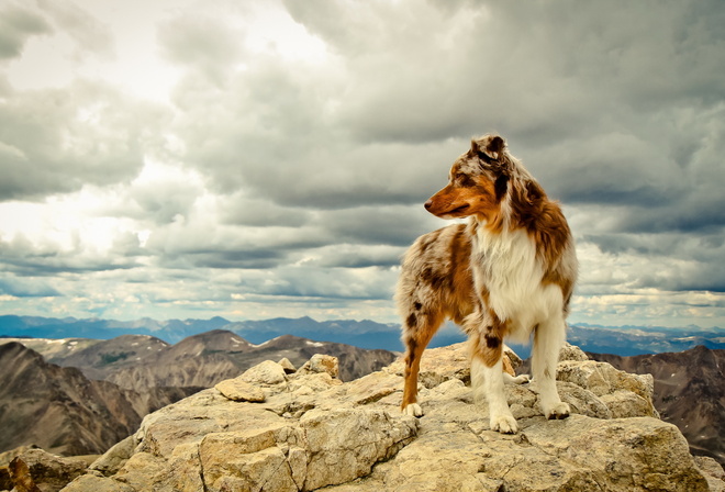 dog, rock, mountain, tree, grass, sky