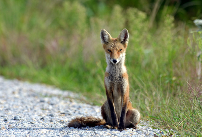 wild, redfox, path, tree, grass, forest