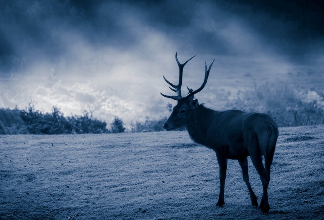 deer, sunlight, sky, clouds, wild