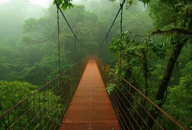 bridge, jungle, tree, green