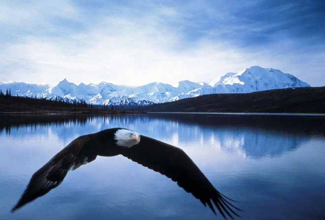 eagle, bird, wild, tree, bench, lake