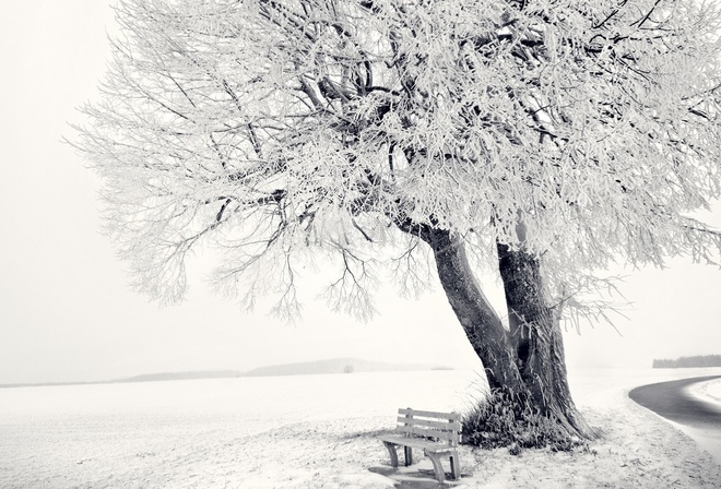 winter, snow, tree, sky, ice, bench