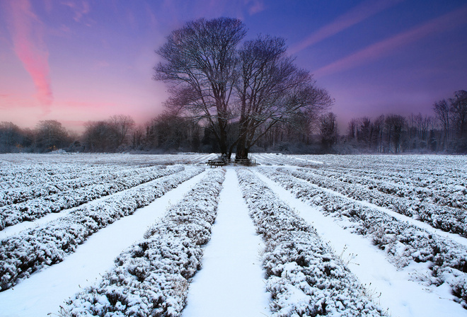 tree, sunset, fields, sky, purple, snow