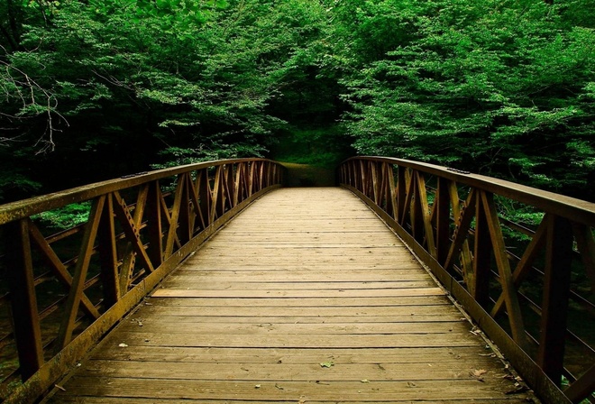 forest, bridge, tree, patch