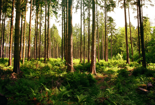 forest, tree, patch, sunlight