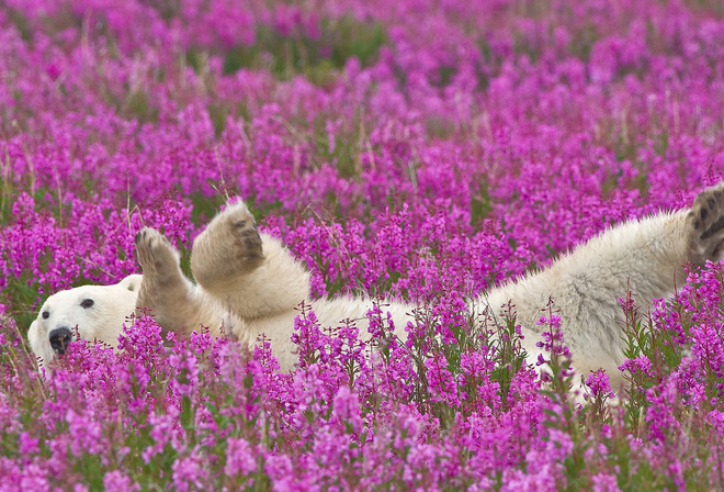 bear, forest, tree, grey, flower, wild