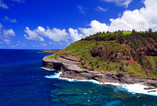 ocean, beach, tree, water, sky