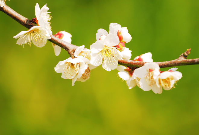 macro, bench, tree, flower