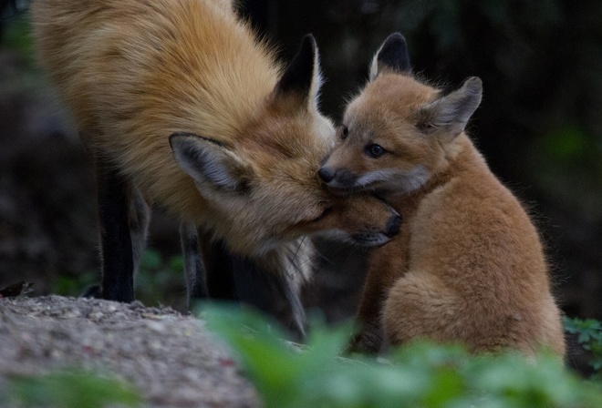 fox, forest, tree, wild