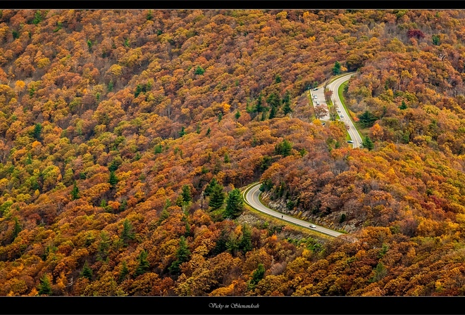 road, forest, tree, mountain