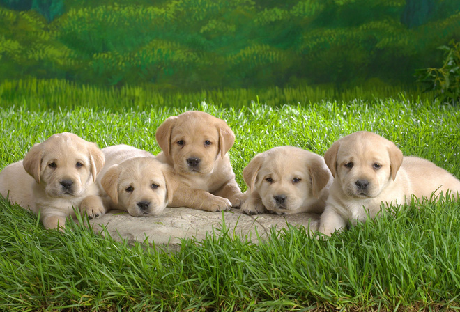 puppies, dogs, grass, animal