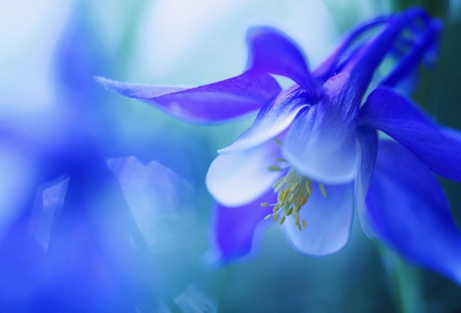 , , , macro, flower, bell