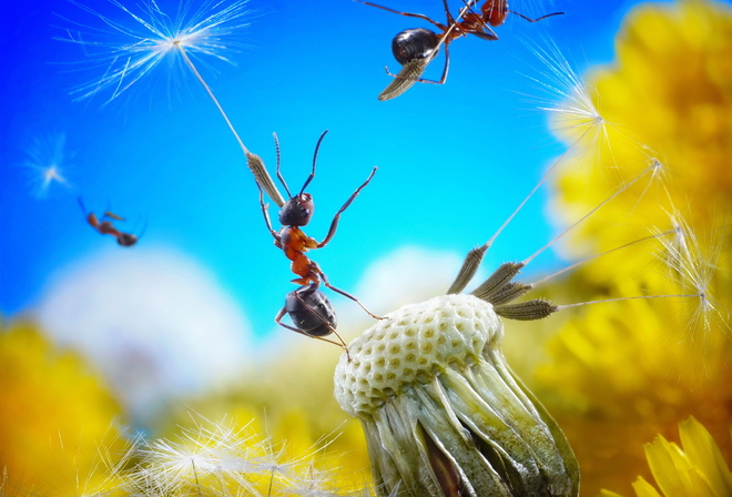 Dandelion, flower, fluff, seed, ant, , , , , , , , , , , 