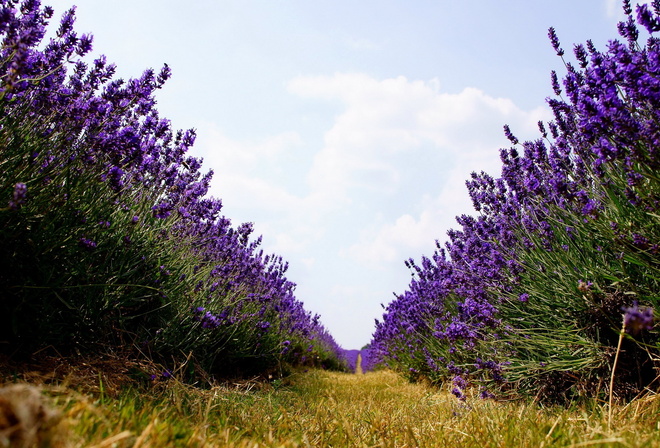 field, lavander, tree, sky