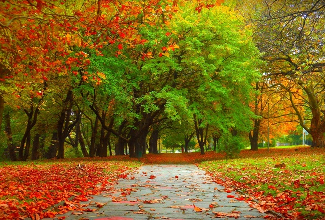 autumn, tree, road, sky, mountain