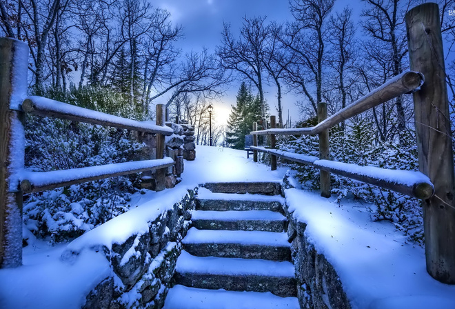 winter, snow, bridge, tree, ice