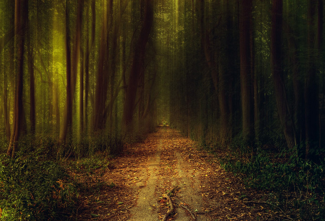 path, darks, tree, night, leaves, solitary