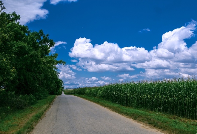 maize, tree, road, fence, green, path, grass