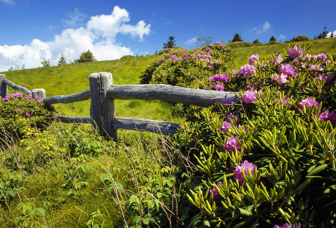 flower, tree, fence, sky, grass, clouds