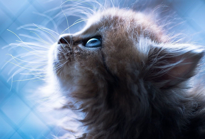 Kitten, blue eyes, mustache, nose, sweet, cat, animal, portrait, blue background