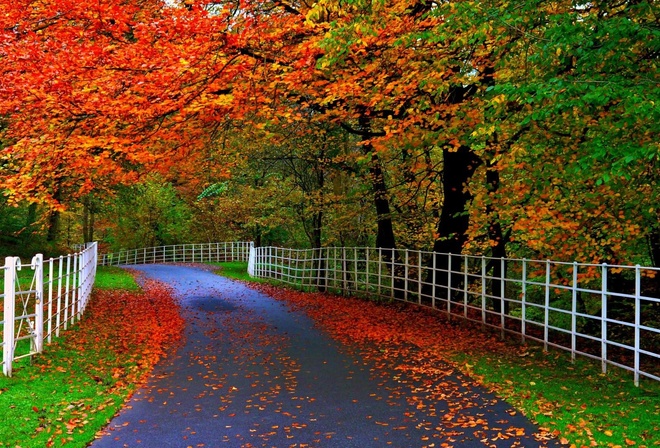 autumn, road, tree, yellow, leaves, fence, clors