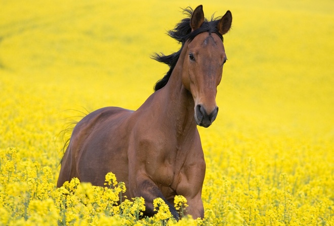 , horse, animal, , 