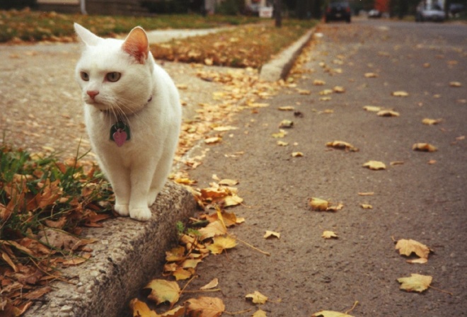 cat, little, white, street
