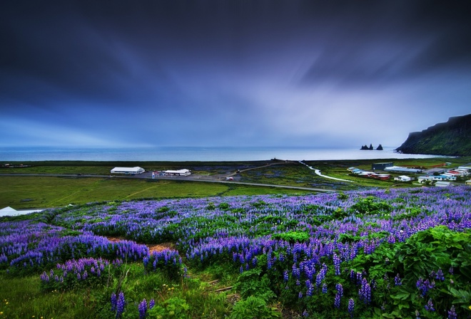 fields, flower, ocean, grass, sky