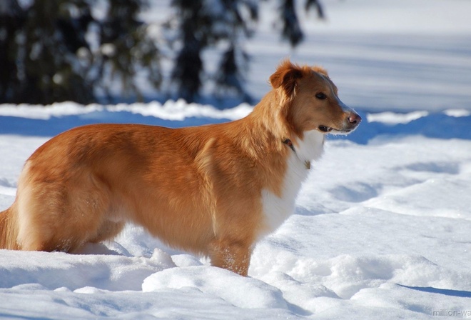 dog, snow, forest, winter