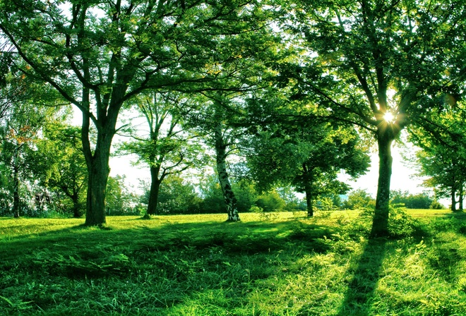 green, forest, tree, grass